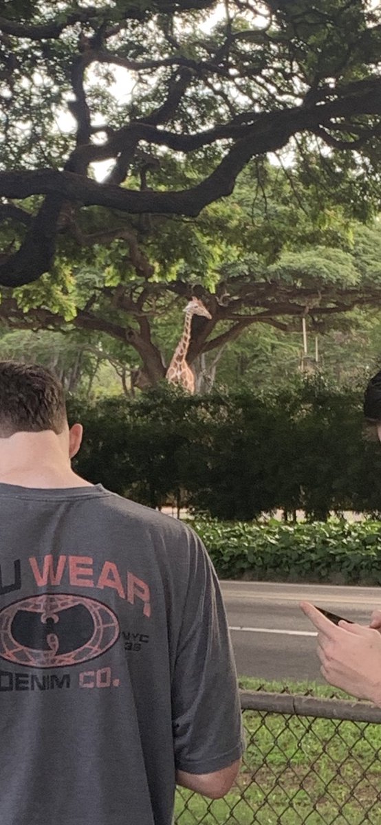 UAAMBB's tweet photo. Final walkthrough preparations for the opening weekend and the Giraffes were very interested in our game plans. 1st game tomorrow 1:00p HST/2:00P AST vs Hawaii Pacific @smcollegehoops @DIIHoops @Division2Hoops @AKNewsNow @LC_Recruiting @GNACsports https://t.co/Dy5Ygy0K28