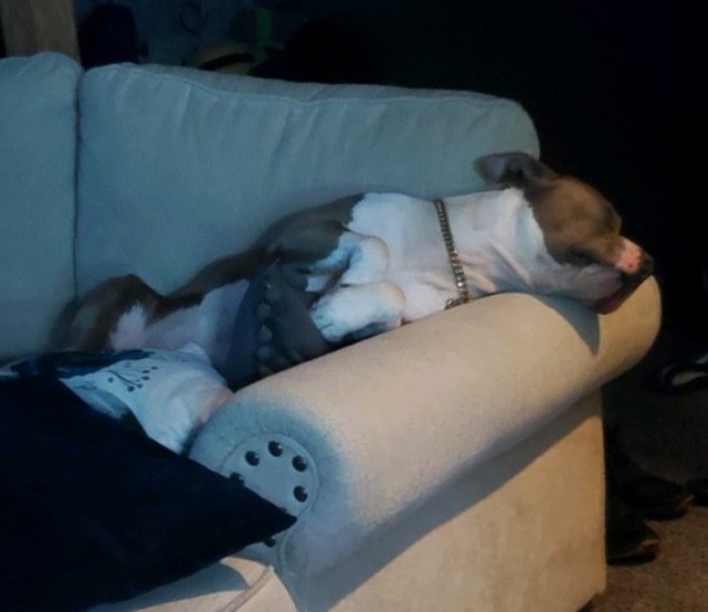 mor3boosttv's tweet photo. Out here tired like my dog I won't be going live tonight got a busy morning. I will be going live tomorrow though, also Sunday will be an IRL stream.  #dogsofinstagram #amstaffsofinstagram #amstaff #sleep #streamer #twitch #Boomer https://t.co/T9RcUygJi1