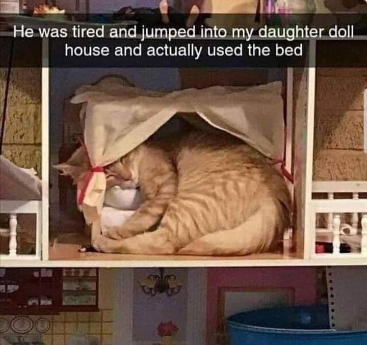 WholesomeMeme's tweet photo. https://t.co/Lyn4l8nAzf