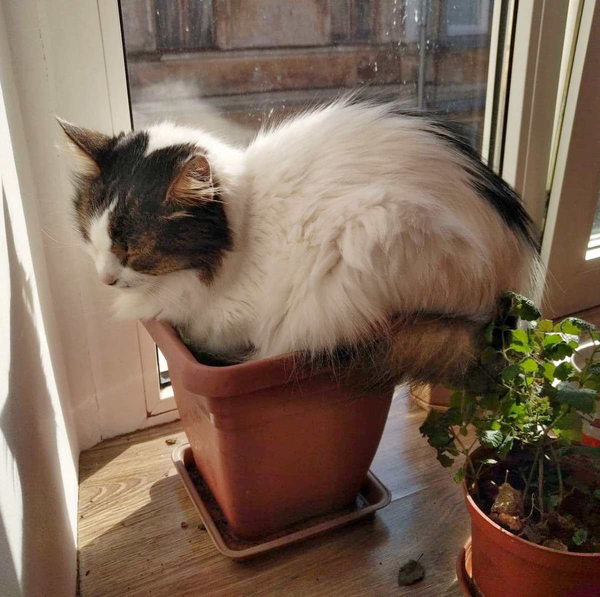 wearemightyai's tweet photo. Many of us at Mighty Bear are animal lovers and we've been trading photos of our pets during the past year. We decided to share them with everyone - they are too cute not to! 🐱 Here sits Macho, who has replaced the sage plant with his big fluffy bum! Happy #Peturday from us! https://t.co/8YNN7qOYqW