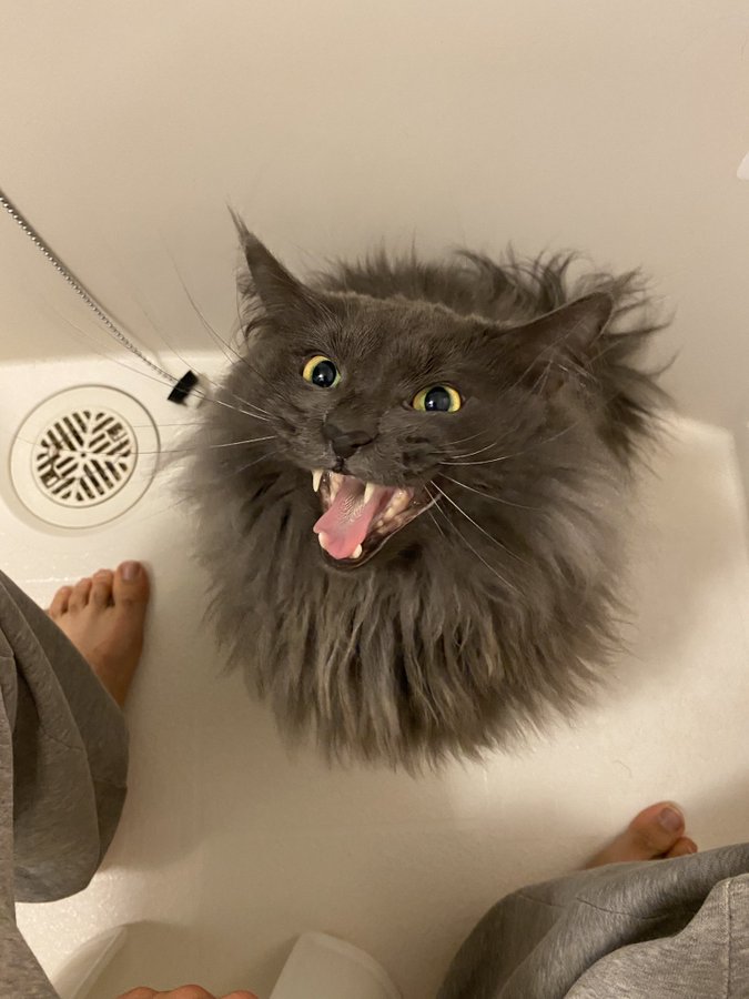 シャンプーに全力で抗議する猫が話題 魔獣だ 必死すぎて可愛い ニャニする気だぁー まいどなニュース