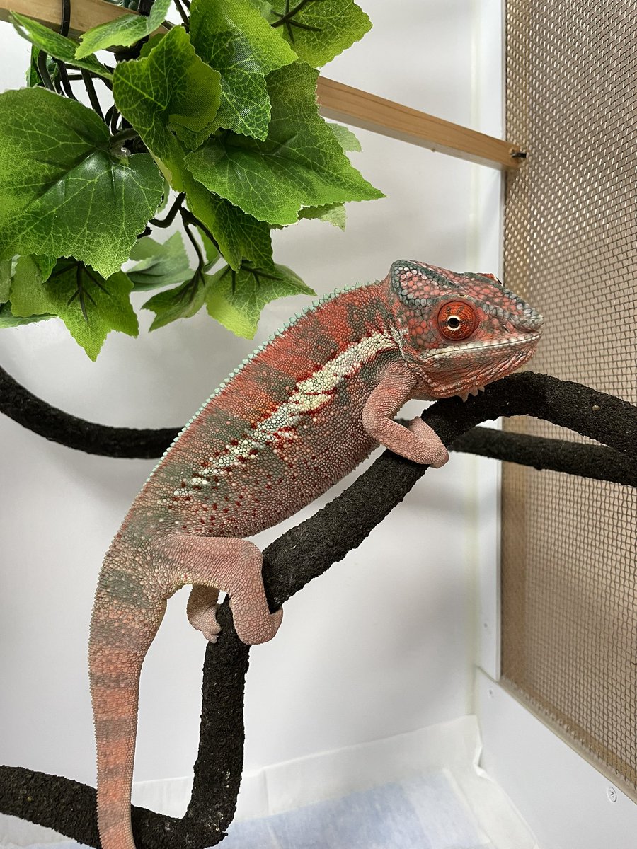 ☆リクガメ爬虫類木製ケージCFW944☆ ☆リクガメ爬虫類木製ケージCFW944☆ 【公式通販】