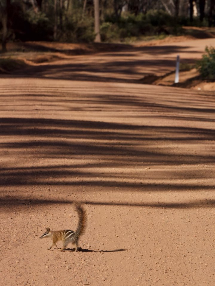 Today's reminder that there are fewer numbats in the world than pandas
#wildoz