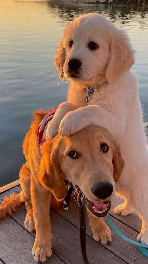 DogtorPerrito's tweet photo. Checa la última foto 🥰🤭😂 https://t.co/XcFfvFqXJY
