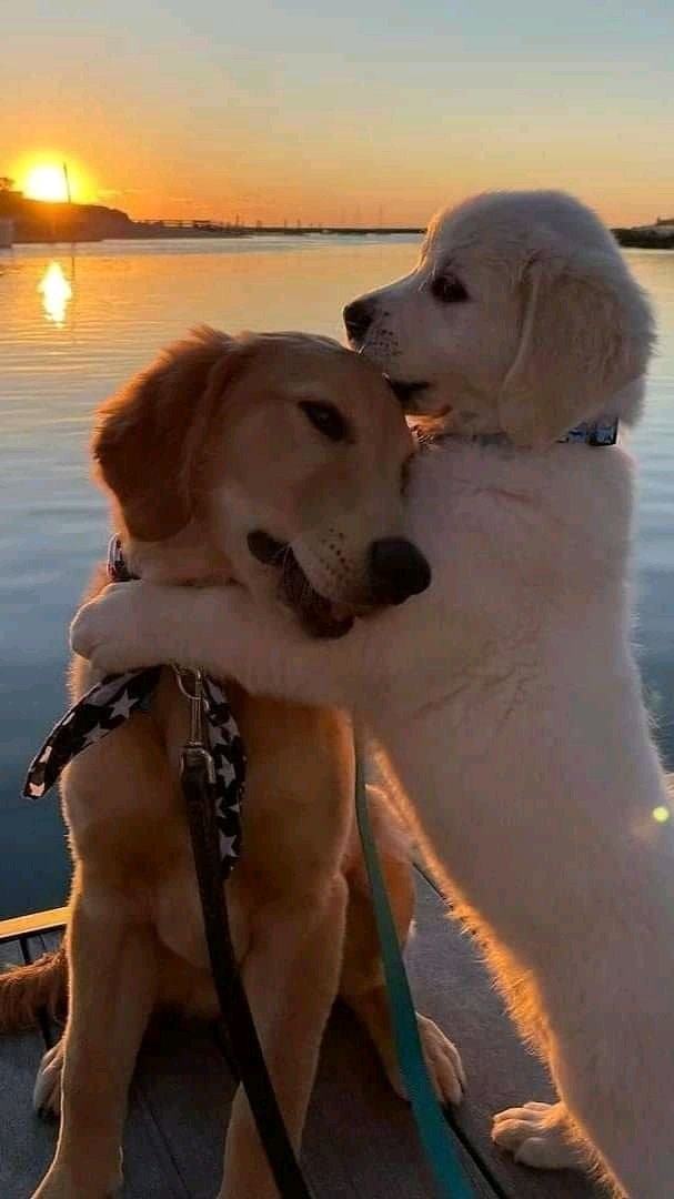DogtorPerrito's tweet photo. Checa la última foto 🥰🤭😂 https://t.co/XcFfvFqXJY