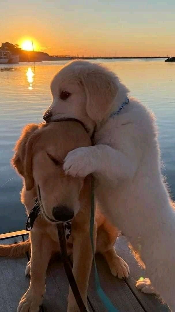 DogtorPerrito's tweet photo. Checa la última foto 🥰🤭😂 https://t.co/XcFfvFqXJY