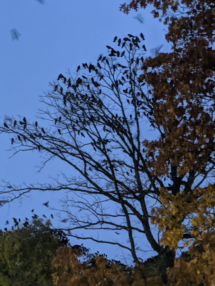 a2crows tweet picture