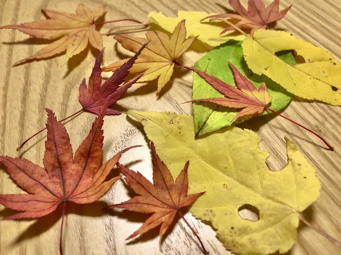 落ち葉のtwitterイラスト検索結果