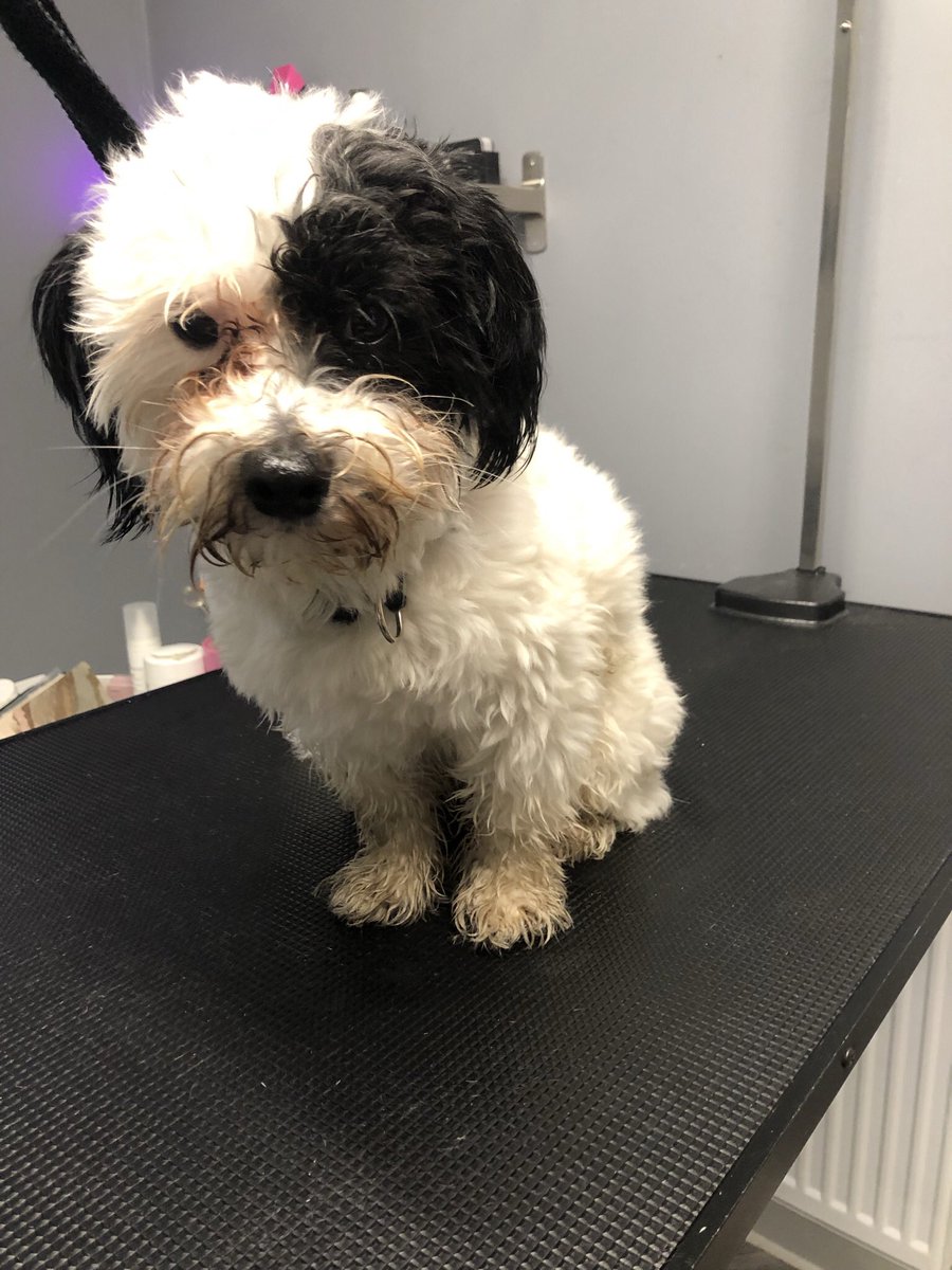 GeorginaW27's tweet photo. Kobi as cute as a button π€π€ #doggroomer #doggrooming #groomerslife #doggroomersofinstagram
#doggroomersoftwitter
#homebasedsalon #smallbusiness #sheffieldissuper #lovechesterfield #derbyshire #southyorkshire #petgroomer #dogsofsheffield #derbyshiredogs #dogs #groomer https://t.co/8USuZFimas