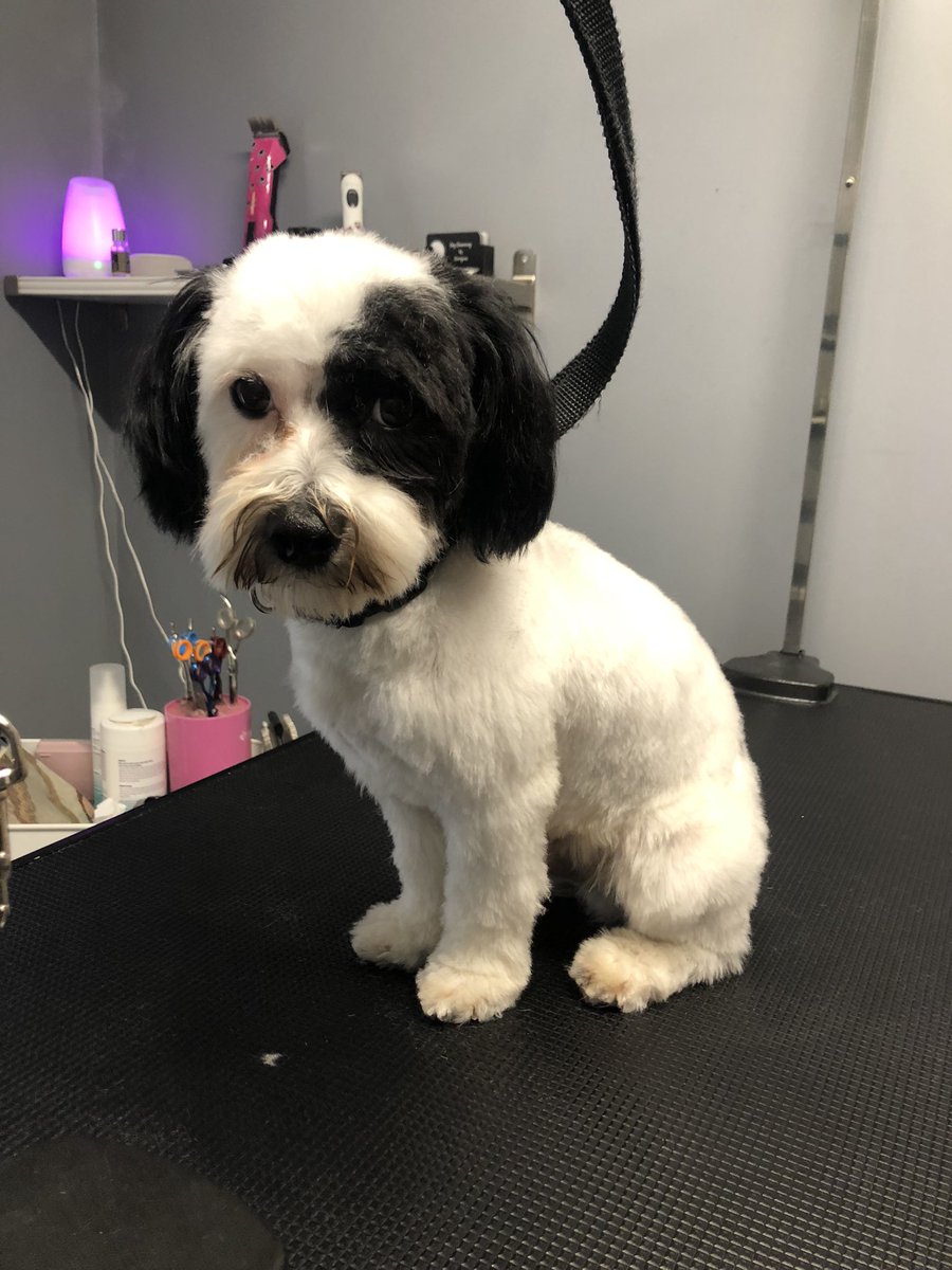 GeorginaW27's tweet photo. Kobi as cute as a button π€π€ #doggroomer #doggrooming #groomerslife #doggroomersofinstagram
#doggroomersoftwitter
#homebasedsalon #smallbusiness #sheffieldissuper #lovechesterfield #derbyshire #southyorkshire #petgroomer #dogsofsheffield #derbyshiredogs #dogs #groomer https://t.co/8USuZFimas