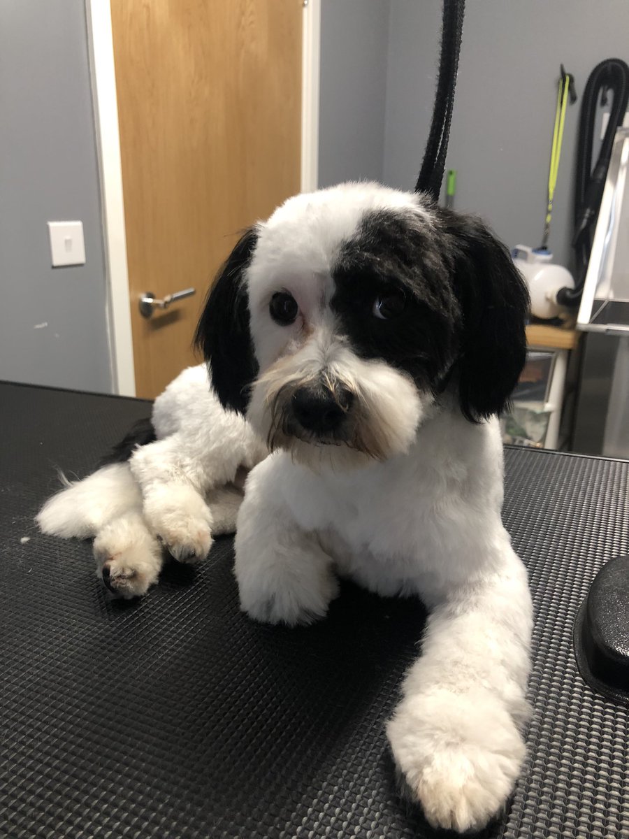 GeorginaW27's tweet photo. Kobi as cute as a button π€π€ #doggroomer #doggrooming #groomerslife #doggroomersofinstagram
#doggroomersoftwitter
#homebasedsalon #smallbusiness #sheffieldissuper #lovechesterfield #derbyshire #southyorkshire #petgroomer #dogsofsheffield #derbyshiredogs #dogs #groomer https://t.co/8USuZFimas