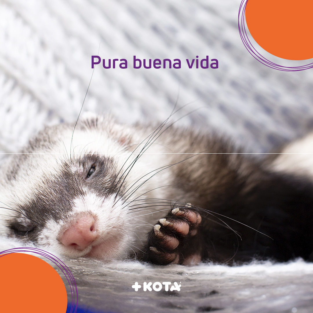 ¿Viernes de quedarte en casa y descansar?😴 
¡El hurón dice que sí! ¿Sabías que estos amiguitos pueden dormir hasta 18 horas al día? 
Y ni intentes despertarlos ya que tienen un sueño muy profundo. 💭