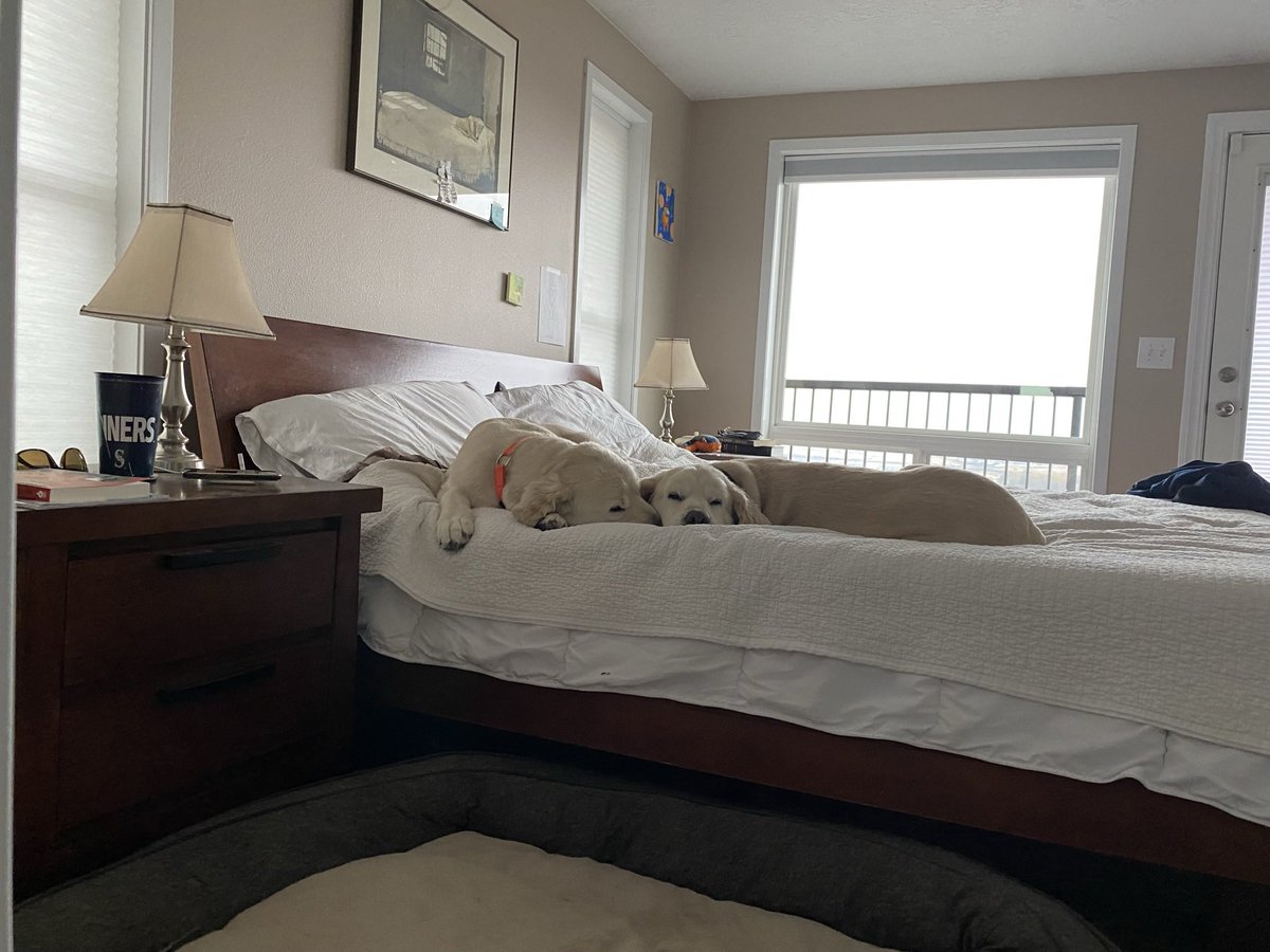 Two_GoofyDogs's tweet photo. I couldn’t help but join them. It made my day. 🥰
#snuggletime #twogoofydogs
-
#strangedogs #englishcreamgoldenretriever #familytime #loved #meltsme #dogsofinstagram #rescuedogs #allyouneedislove https://t.co/JTbXdV8jEw