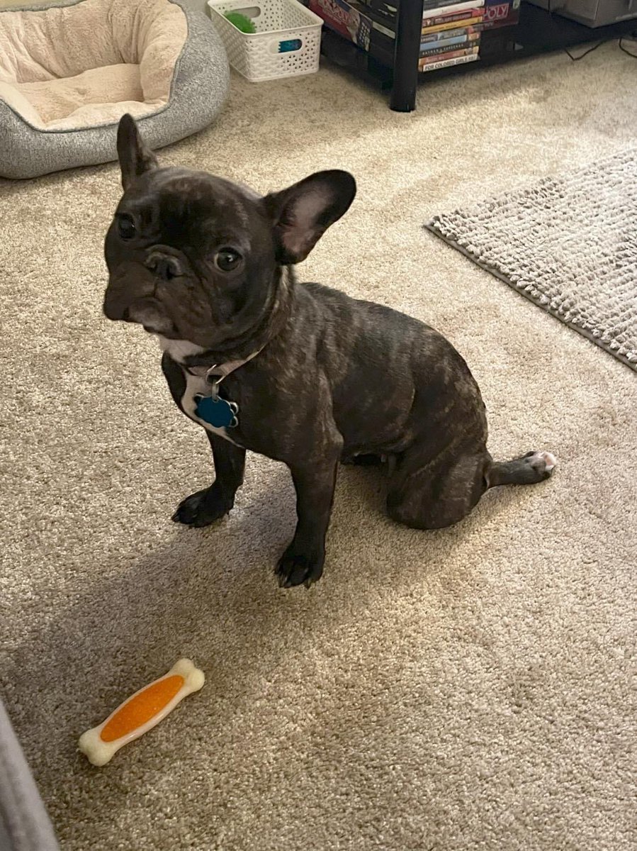 ItsMrsChristian's tweet photo. Our baby turned one yesterday. 😭🤍🐶 #AthenaMarie #frenchbulldog https://t.co/1DzfFOGi1d
