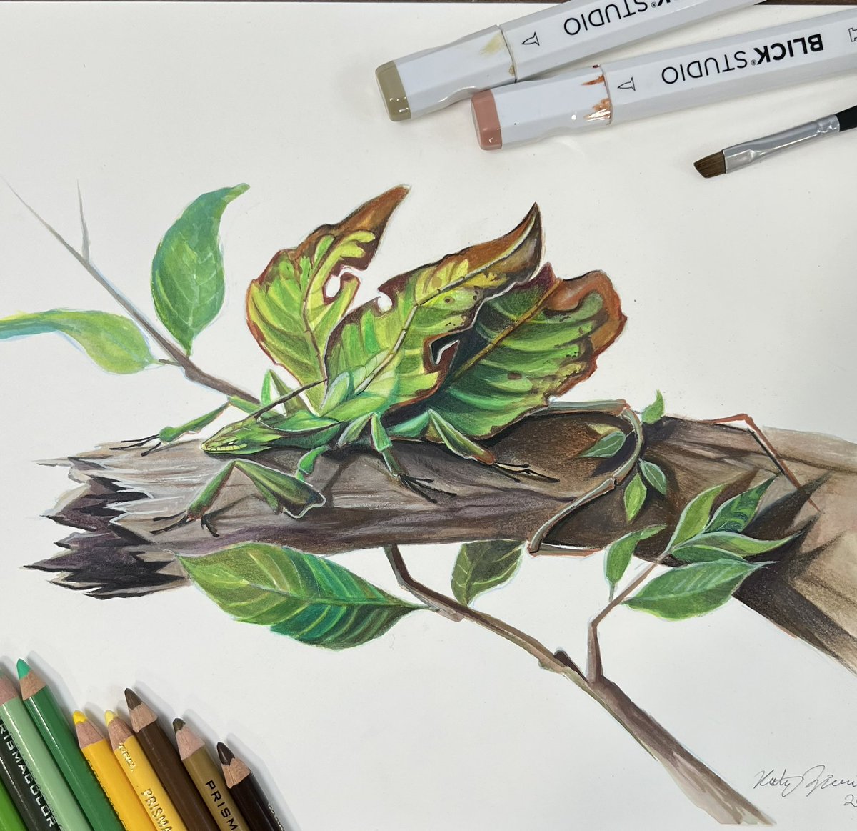 Katy_Lipscomb's tweet photo. Giant Leaf Dragon 
There were only a few dragons that I wasn’t able to finish during #smaugust2021 and this dragon based on the Giant Leaf Insect was one of them! I hope you guys like the colored version!
#fantasyart #illustration #coloredpencil #dragon #giantleafinsect https://t.co/aaWapOgvgT
