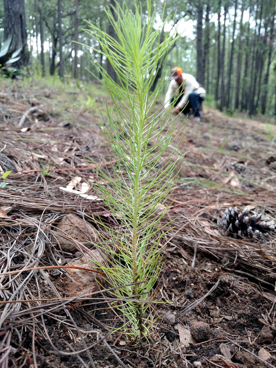 CONAFOR's tweet photo. Para que una reforestación sea exitosa en áreas forestales se deben considerar: 

✅Estudios de campo
🌵Definir especies a establecer
🤠Vivero de procedencia de la planta 
🚚Transporte 
🪓Herramienta 
💧Preparación del suelo 
🤔Método
‼️Protección
📋Evaluación
...Y otras más https://t.co/QM43j4u60B