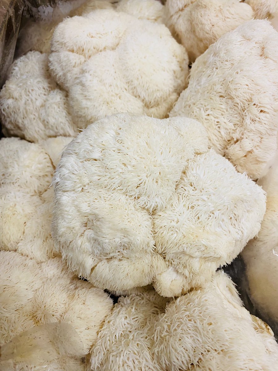 Caliman8's tweet photo. Thanks Paul…noice Matsutake 
Chanterelles and Lions Mane
Some happy peeps coming to Knights of the Vine and Escoffier dinners this weekend!
#shroomaliscious 
#theclubatpasadera https://t.co/wmqDNC5iIB