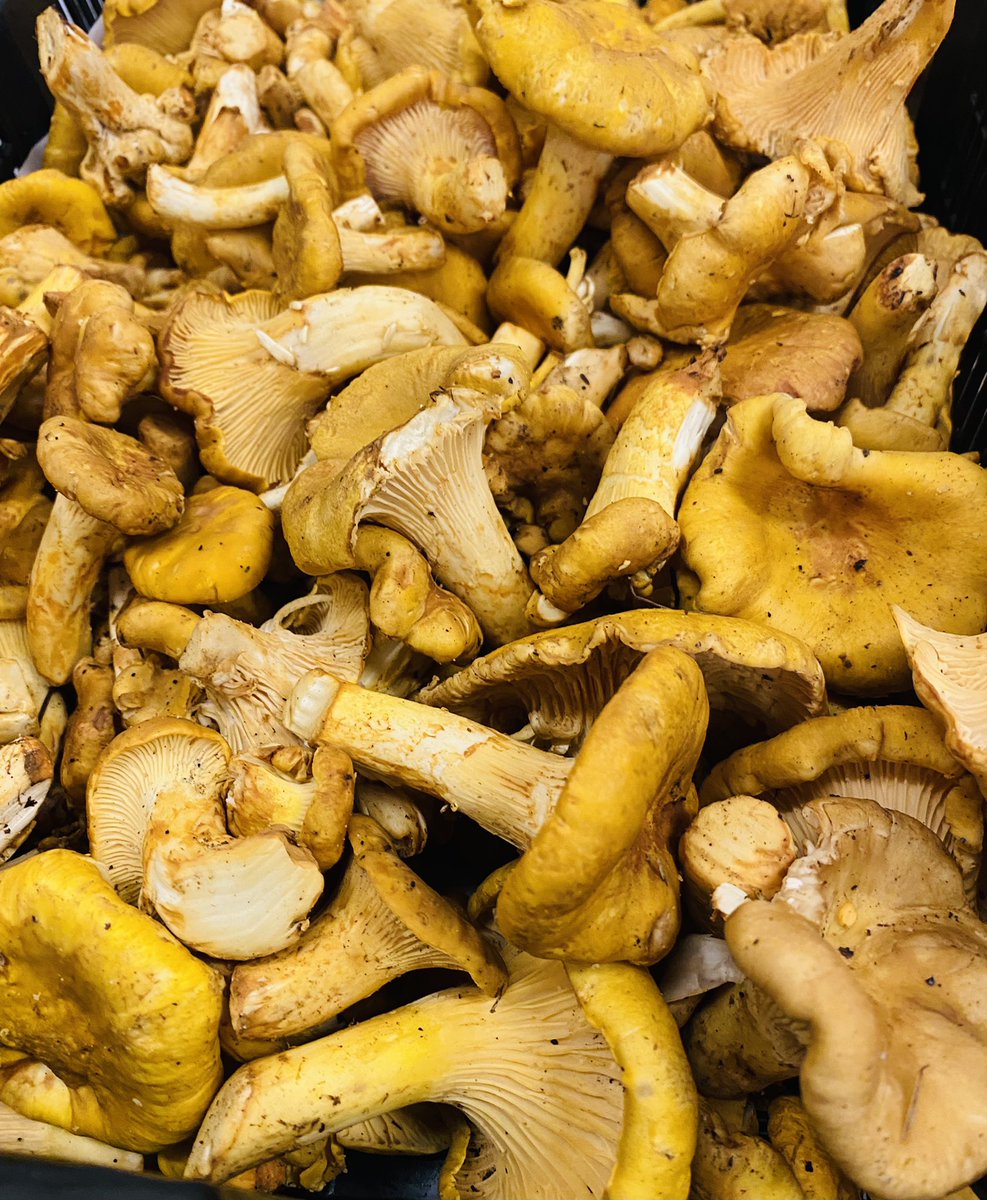 Caliman8's tweet photo. Thanks Paul…noice Matsutake 
Chanterelles and Lions Mane
Some happy peeps coming to Knights of the Vine and Escoffier dinners this weekend!
#shroomaliscious 
#theclubatpasadera https://t.co/wmqDNC5iIB