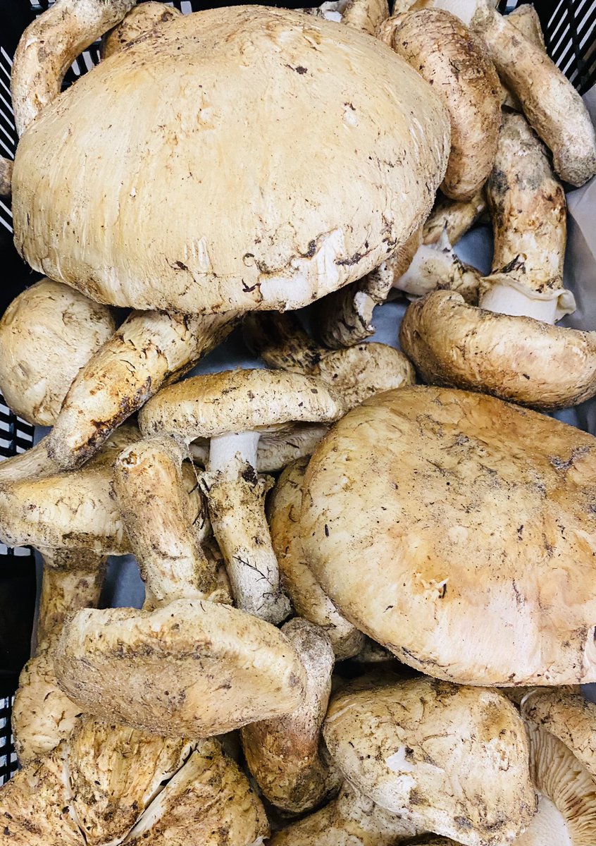 Caliman8's tweet photo. Thanks Paul…noice Matsutake 
Chanterelles and Lions Mane
Some happy peeps coming to Knights of the Vine and Escoffier dinners this weekend!
#shroomaliscious 
#theclubatpasadera https://t.co/wmqDNC5iIB