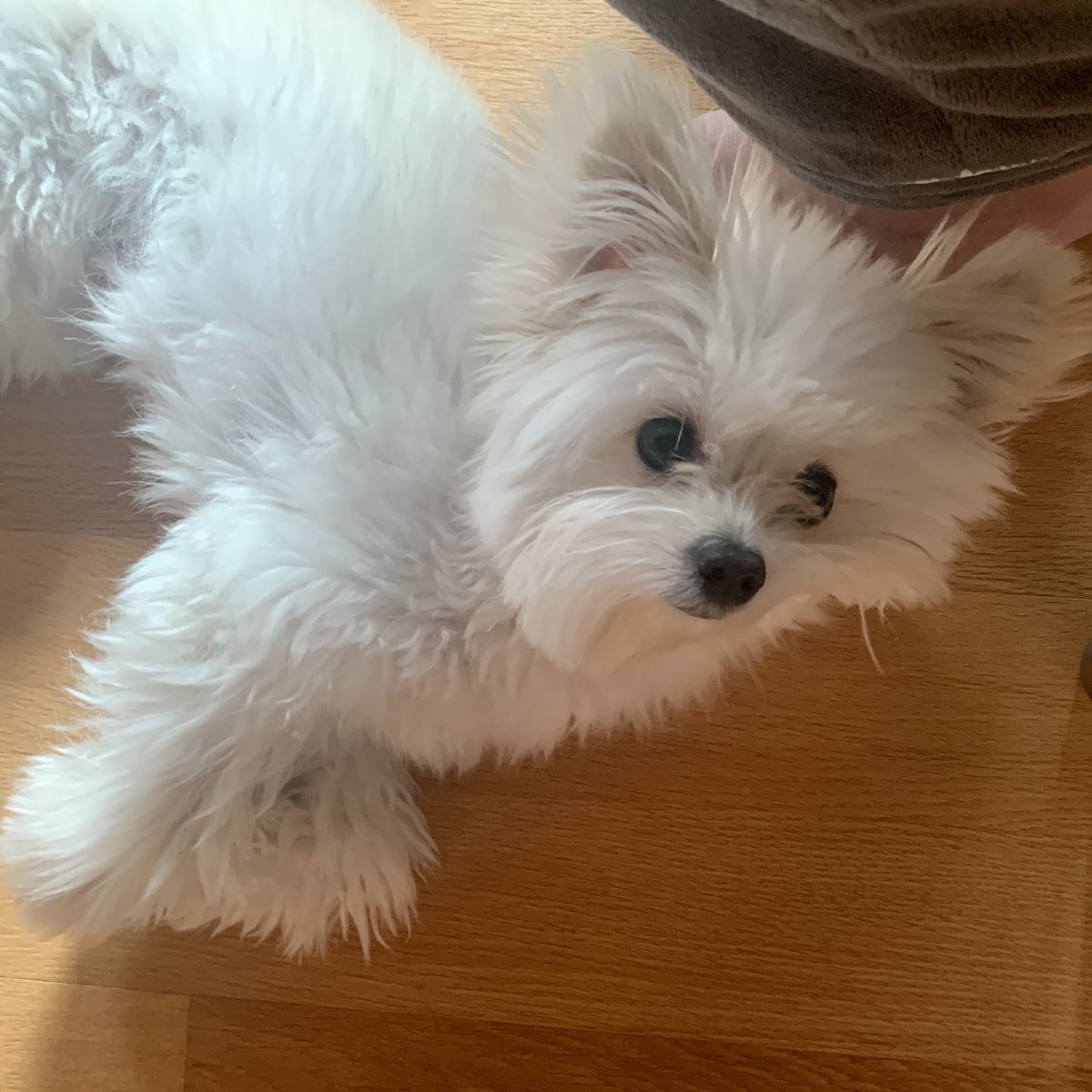 doggybom's tweet photo. 누가 겸돌이 한입 베어먹었어?!🐶 https://t.co/na34GrEqkn