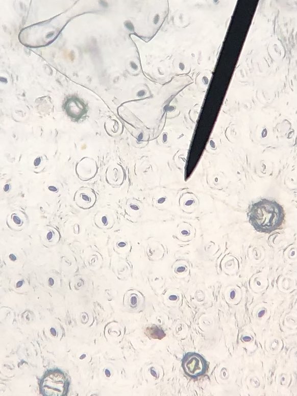 STMsrichards's tweet image. Did u know that plants have microscope openings@called stomata on their leaves for gas exchange?? They do!!  Even grass does !!!Take a look!!!  #stomata #microscopelab #handsonlearning #ilovebiology #curiosityisagoodthing