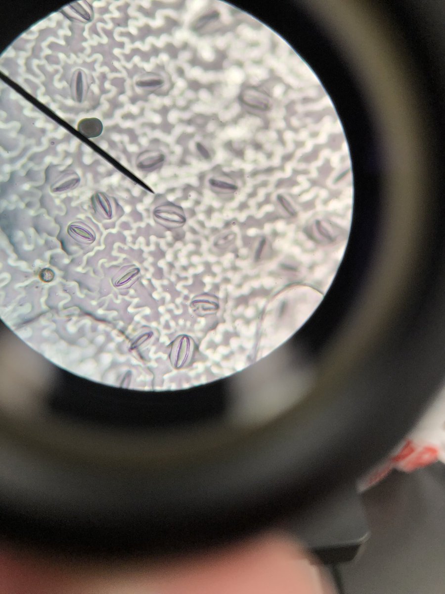 STMsrichards's tweet image. Did u know that plants have microscope openings@called stomata on their leaves for gas exchange?? They do!!  Even grass does !!!Take a look!!!  #stomata #microscopelab #handsonlearning #ilovebiology #curiosityisagoodthing