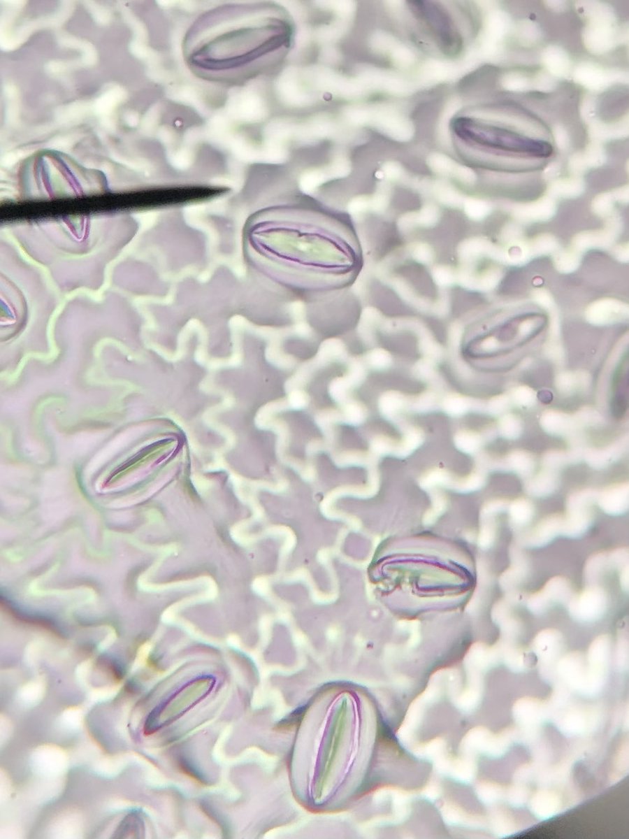 STMsrichards's tweet image. Did u know that plants have microscope openings@called stomata on their leaves for gas exchange?? They do!!  Even grass does !!!Take a look!!!  #stomata #microscopelab #handsonlearning #ilovebiology #curiosityisagoodthing