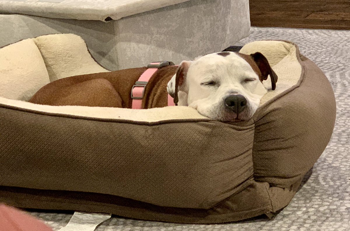 LazyDaisyPup's tweet photo. Who else has such a hard life?? https://t.co/PHhpSK8Mo5