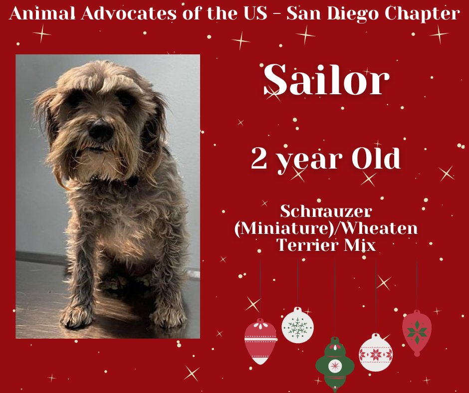 sdshelters's tweet photo. 🎅🏼🐾Santa Paws Mega Adoption Event🎅🏼🐾 at Grossmont Center on December 11th would like you to meet Adoptable Sailor from Animal Advocates of the US - San Diego Chapter!
Hi my name is Sailor. I am good with people, kids, gets along with other dogs.
https://t.co/n0GiWBoYZR https://t.co/OpceG0PuVV