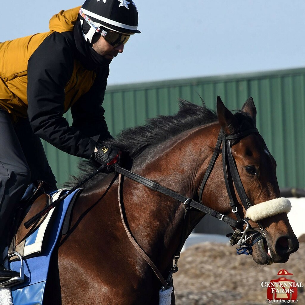 Centennial_Farm's tweet photo. Looking for a dose of sun after a rainy Friday in New York? Take a look back to a beautiful fall Thursday morning at #BelmontPark. Greg's Honor embraced the weather with a half-mile workout on the training track. #goGreggo #StubbyStrong #nofilter #horser… https://t.co/Sz7Z4jhUrr https://t.co/d86JVTF9qx