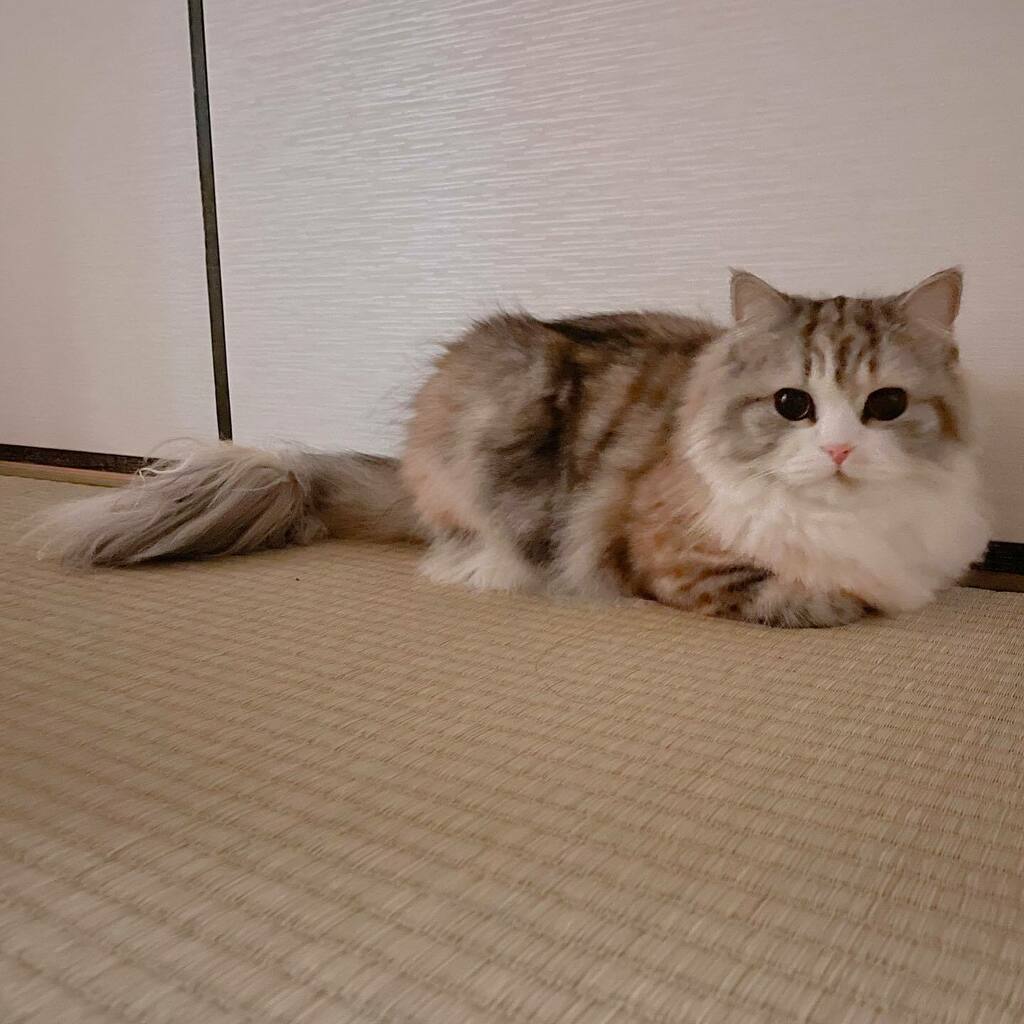 ねむろぐ🐈ねこがいる暮らし/スコティッシュフォールド tweet media