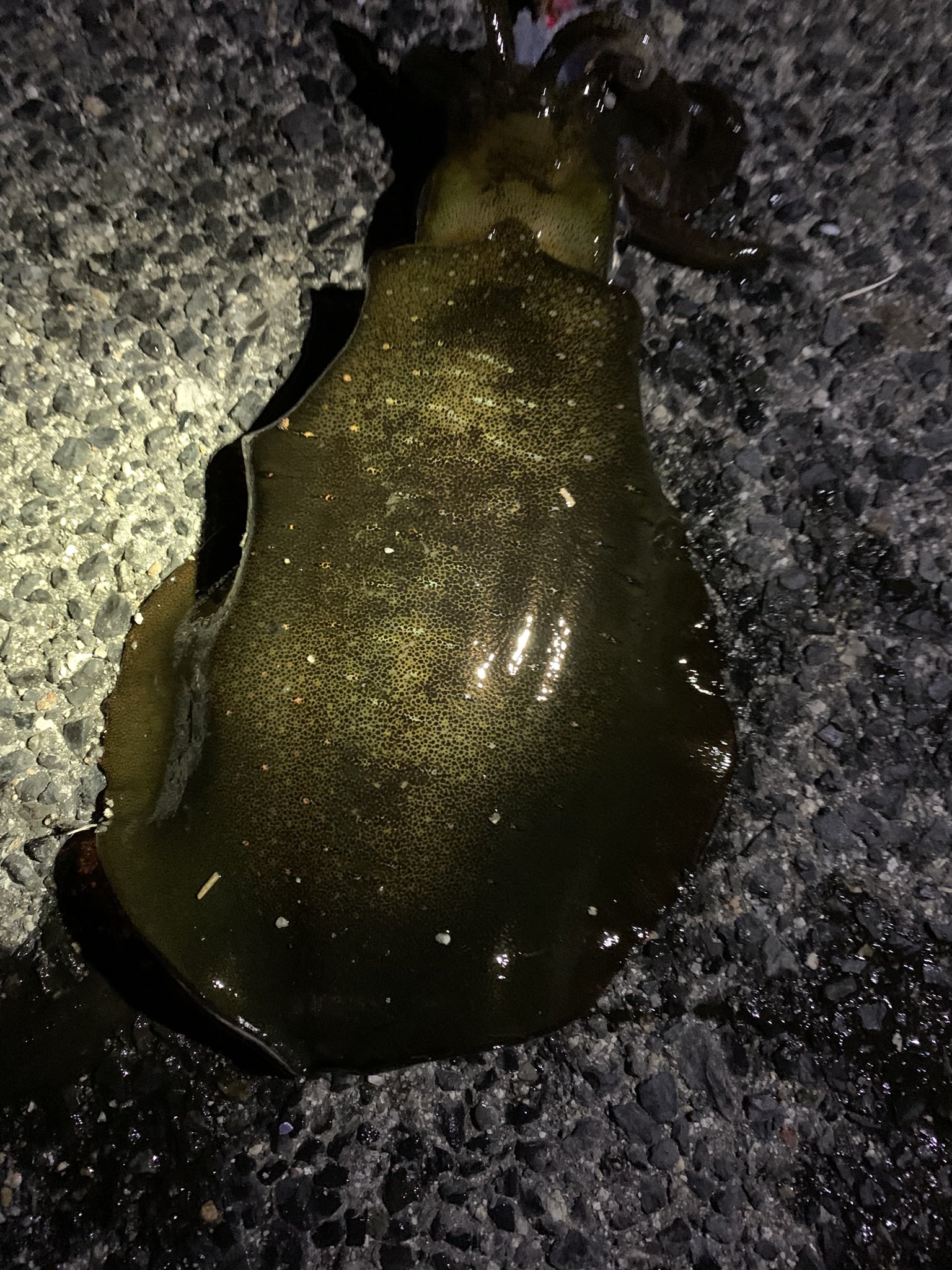 うみ 昨夜も江田島でエギングしてきました 今季最大サイズゲットできました でももう一杯 バラしたのはさらに大きかったヽ ノ シーズン終盤ですが もう何回かはチャレンジしてみようかな ๑ ๑ エギング アオリイカ T Co