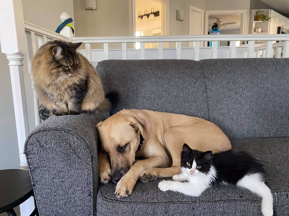 Update on Snoopy now Ayla recently adopted has settled nicely into her new home! fixedfurlife.com