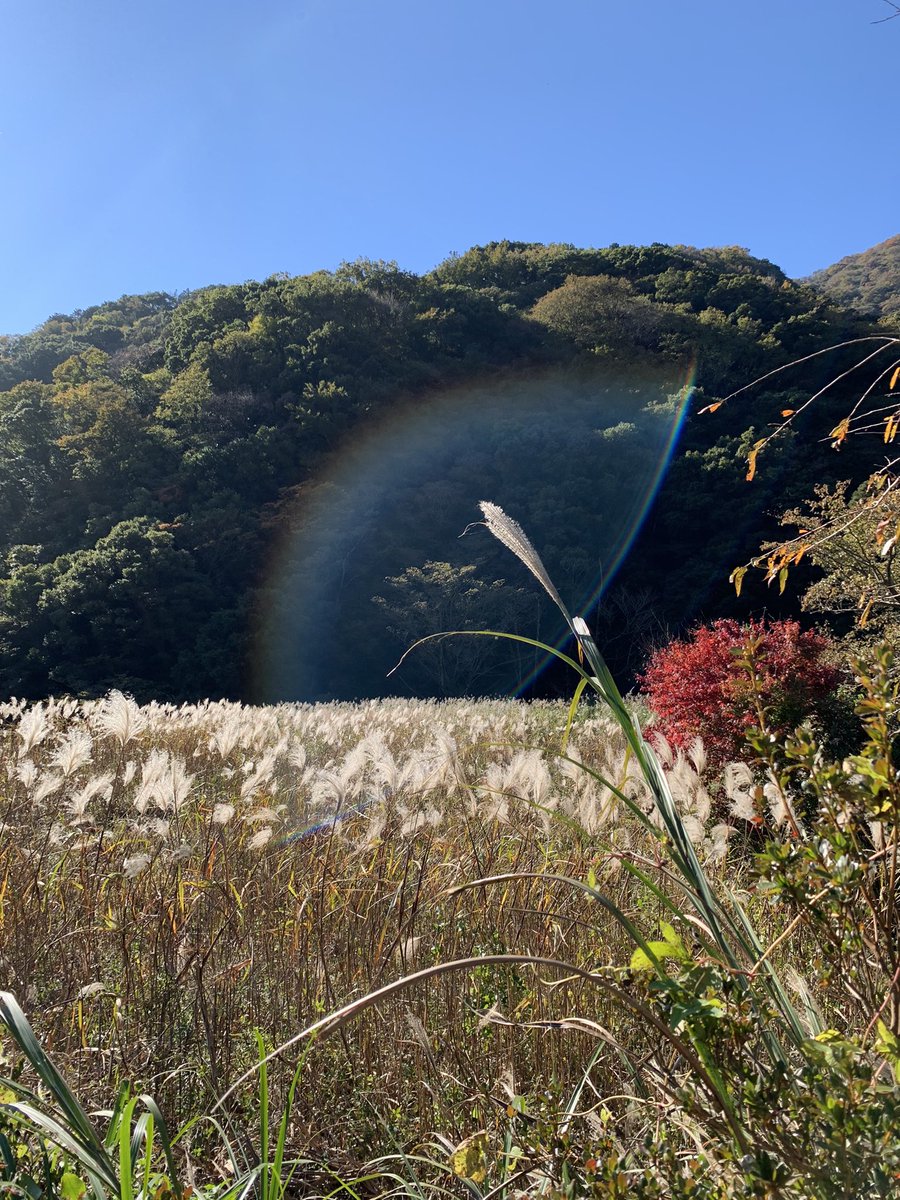 simbaharu's tweet photo. ススキがキラキラ https://t.co/z7iQXdjlcm