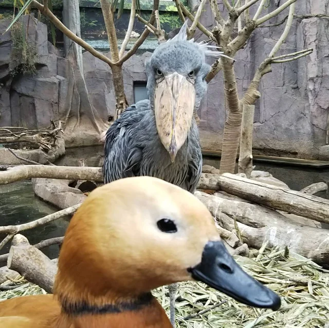 Shoebills Every Hour tweet media