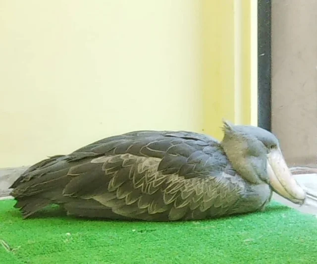 shoebillhours's tweet image. 