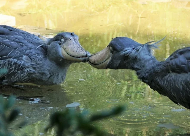shoebillhours's tweet photo. https://t.co/QFwk8Kaplo