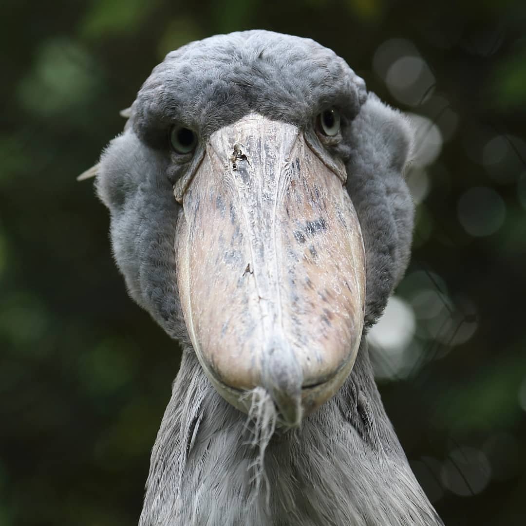 Shoebills Every Hour (@shoebillhours) on Twitter photo 2022-11-04 04:30:59