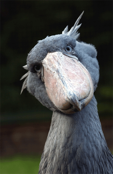 shoebillhours's tweet photo. https://t.co/Aw6PWrYihJ