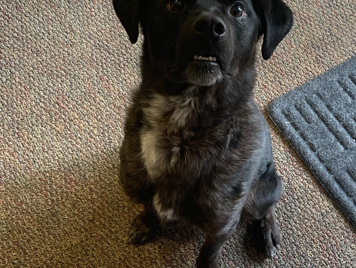 SunriverPD's tweet image. This guy has been running around the Downey Road area lately and was lucky to be picked up today. No chip, no collar. If anyone knows any information regarding this pup or his owners, please contact the Sunriver Police Department at 541-593-1014. Thank you for any help!
