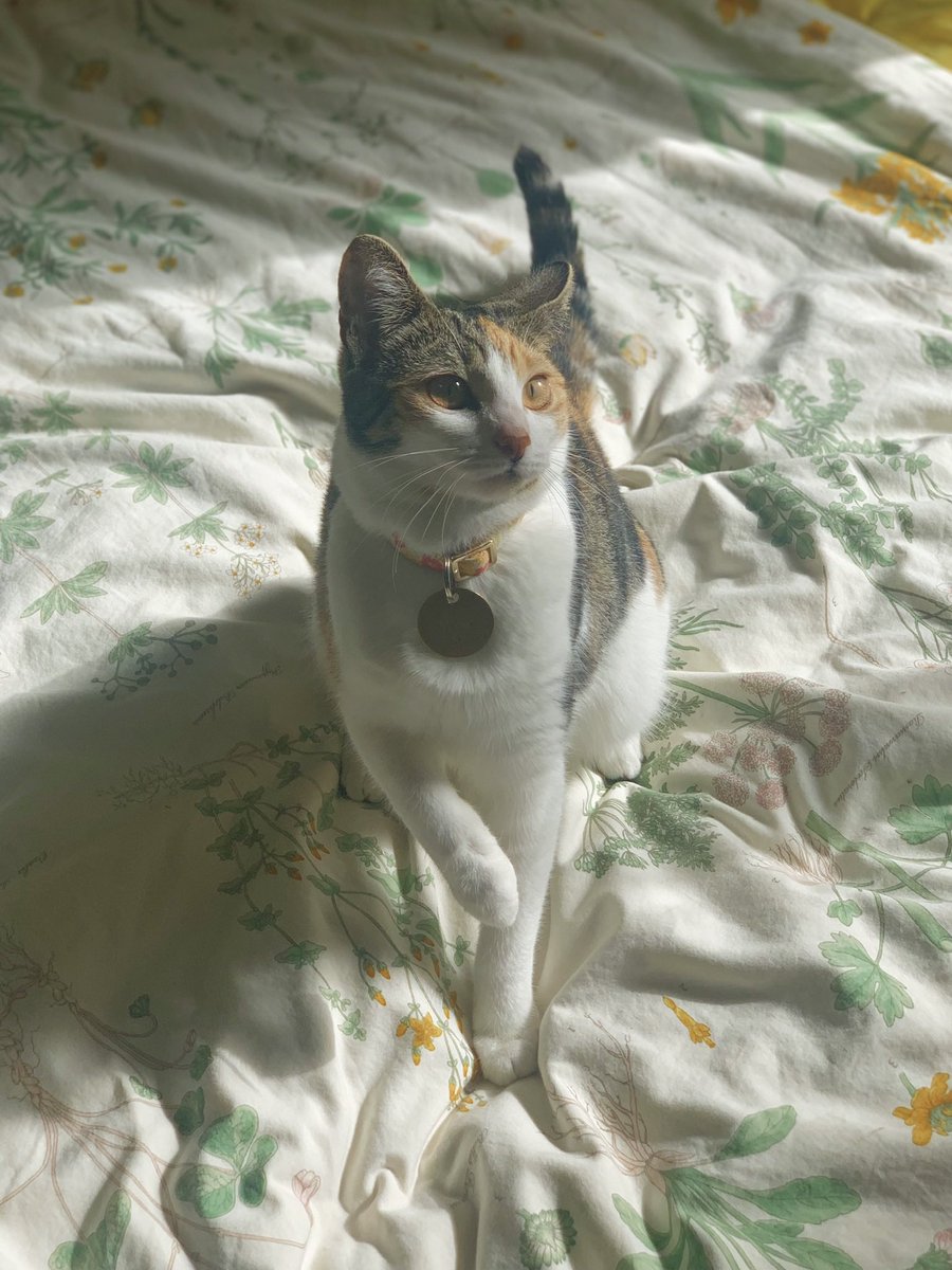 citruslucy's tweet photo. my cat 🐈                 my art 🎨 https://t.co/lHldlltX4D
