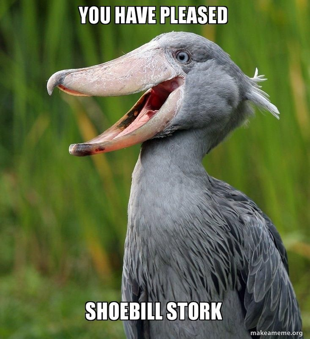 shoebillhours's tweet photo. https://t.co/pshPW9Bnj7