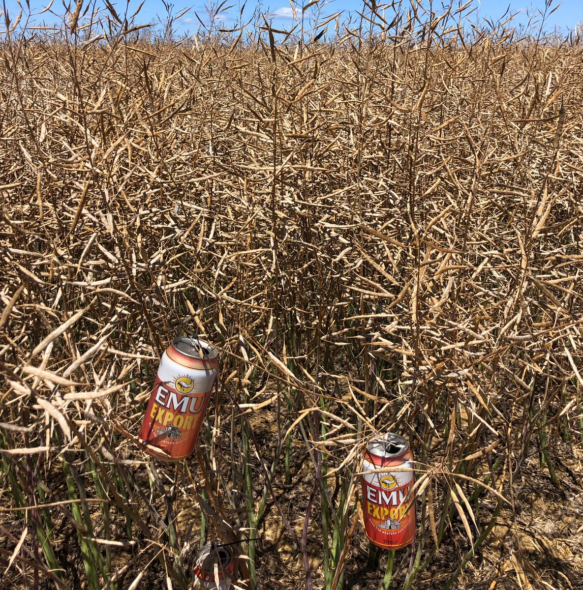 Laura Bennett tweet media