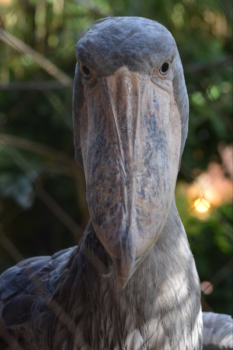 shoebillhours's tweet photo. https://t.co/ncZQzgEj0w