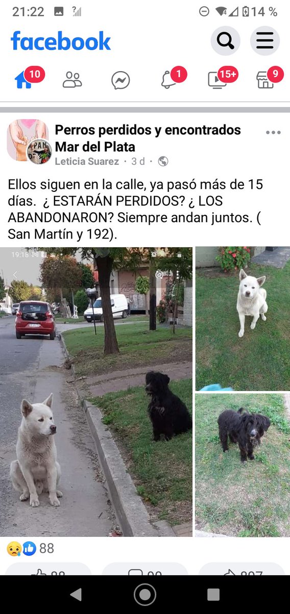ALEXIANA777's tweet photo. Urgenteeeeee!!!!!! @Alenoe16 @mymnef75 ayudaaa.  ...no tienen donde ir ...#MatdelPlata @soyleomontero @BombitaDarin @elcampito @RedSolidariAnim @_ACPLA https://t.co/yKfvNkYYJ4