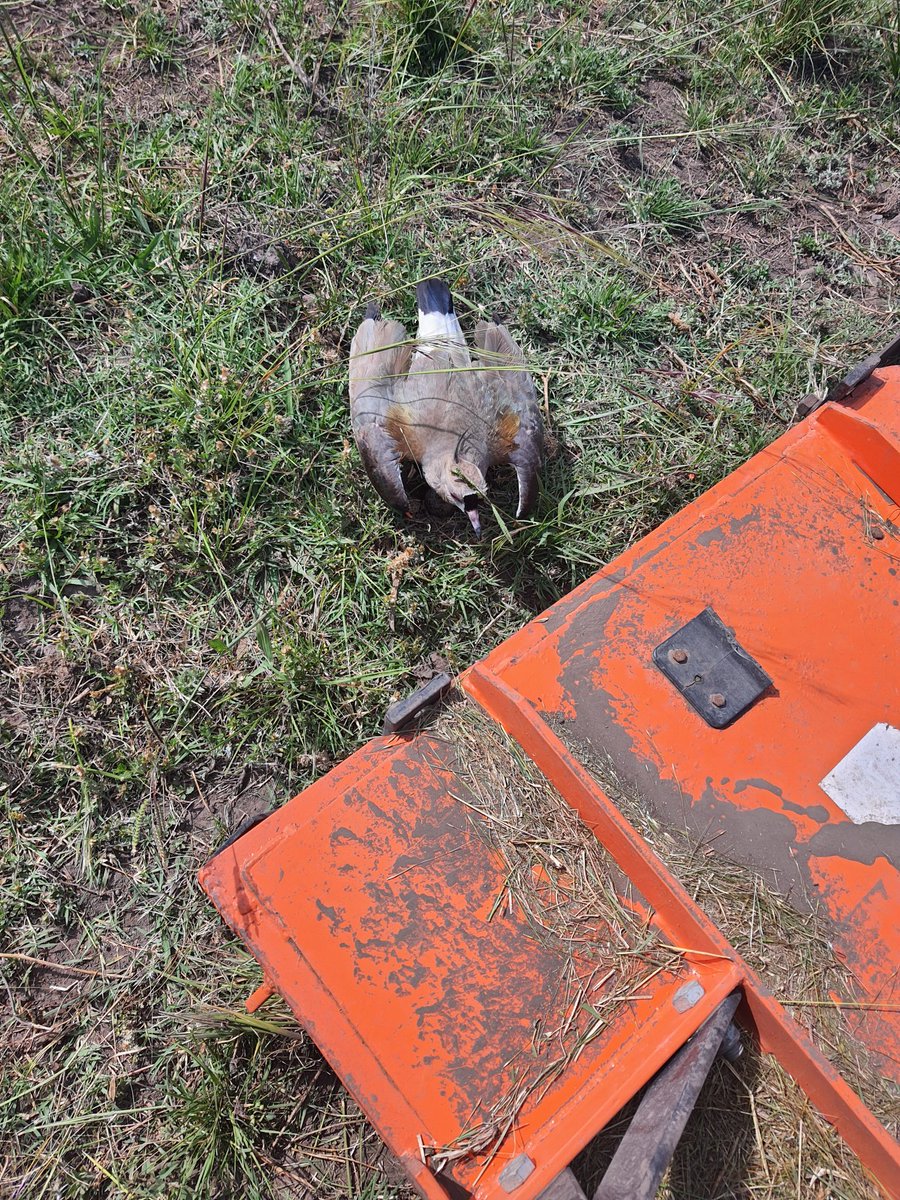 Como cuida su nido que lindo.!!!
