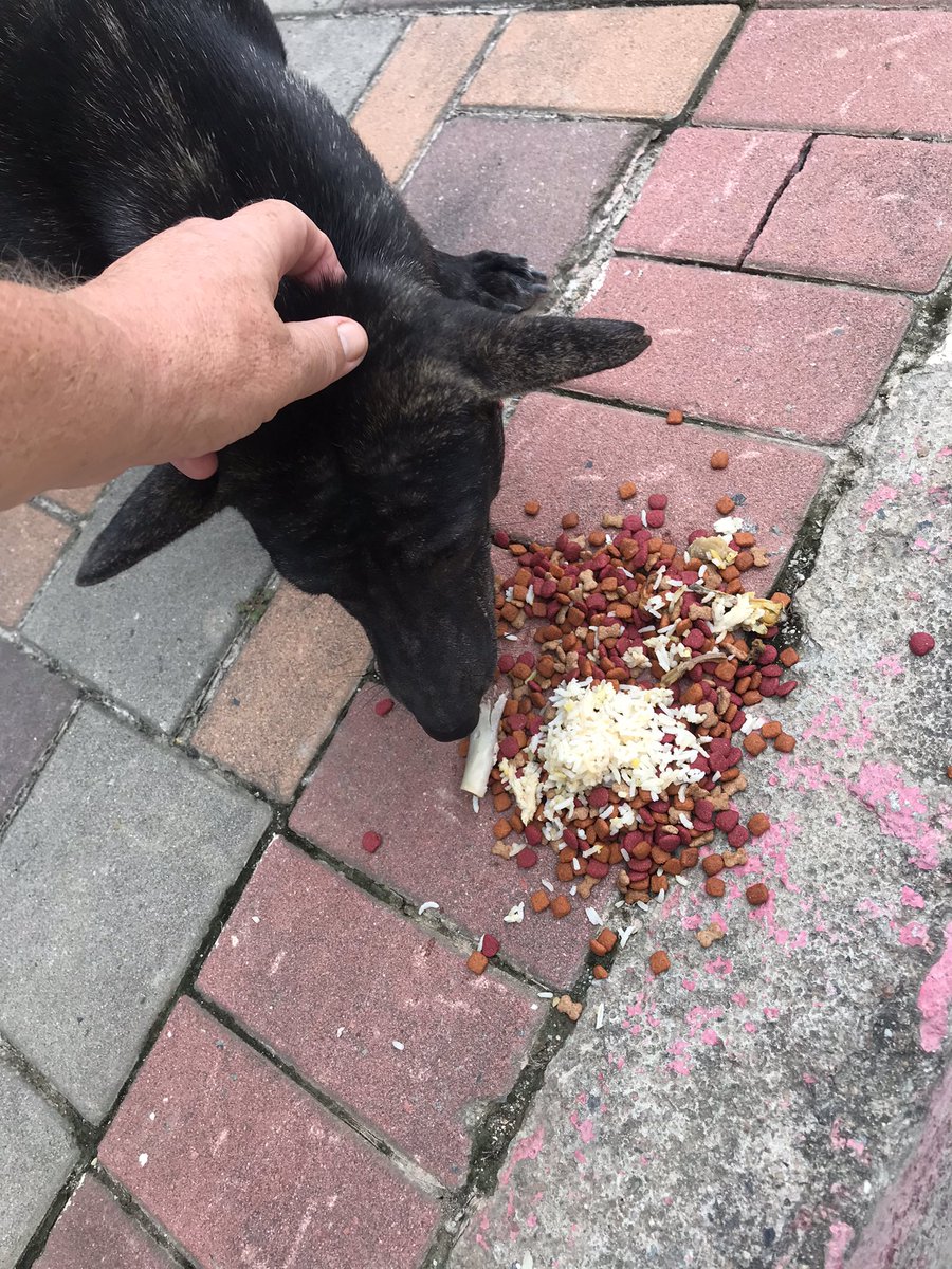MPHARRISON2's tweet photo. Feeding my soi doggy mates β€οΈ #SoiDogs https://t.co/PRkTkfAfTi