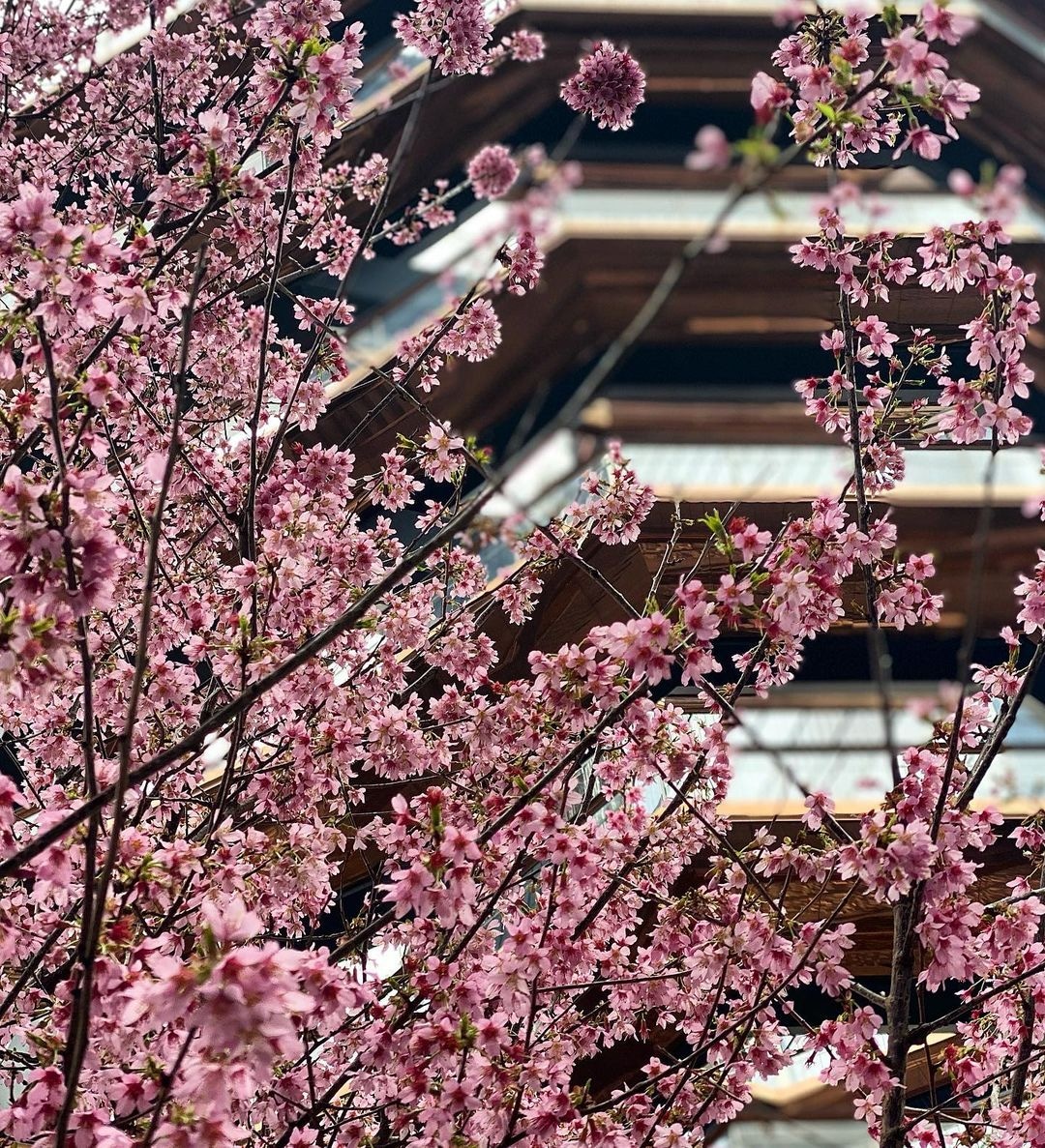 Piano_Joe's tweet photo. #treesinbloom at #thevessel at #hudsonyards https://t.co/BxSwq6V4CF