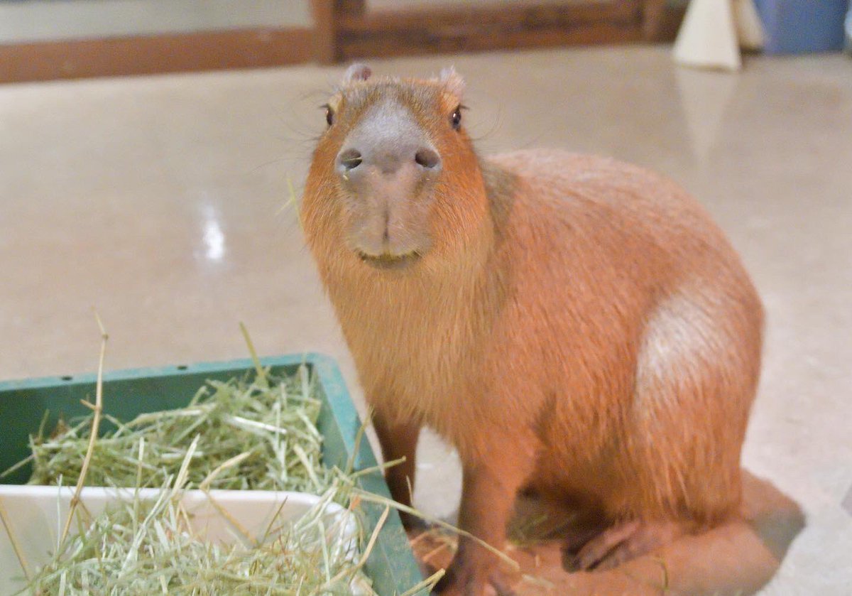 Blue Ball Satoshi Blueball0600 Twitter