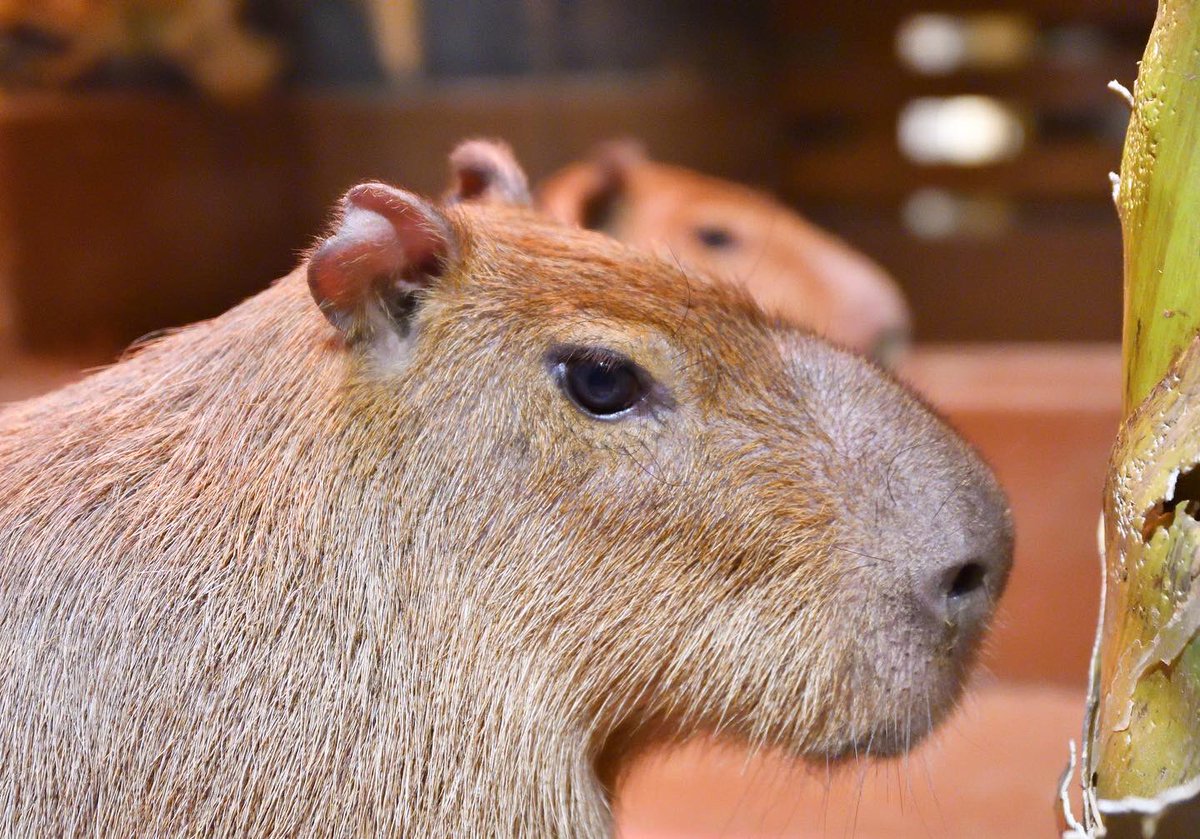 Blue Ball Satoshi Blueball0600 Twitter